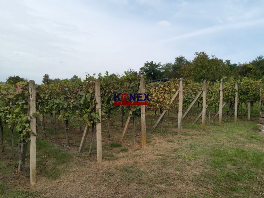 Záhradná chatka s vinicou – Malý Horeš foto